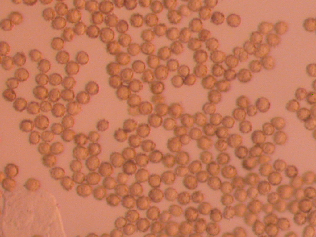 I quiz continuano....!!! - Tulostoma squamosus